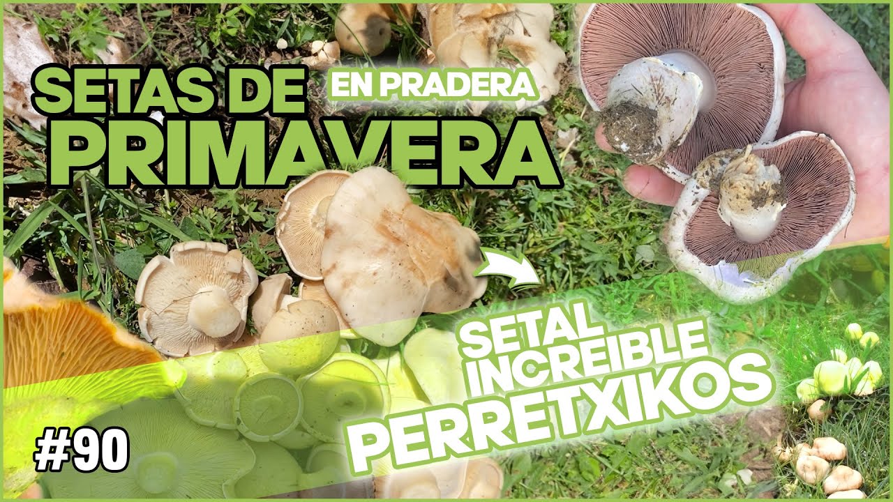 Setas de Primavera en pradera! Explosi&oacute;n de Perretxiko y Champi&ntilde;&oacute;n | Tambi&eacute;n brotes de Rebozuelo