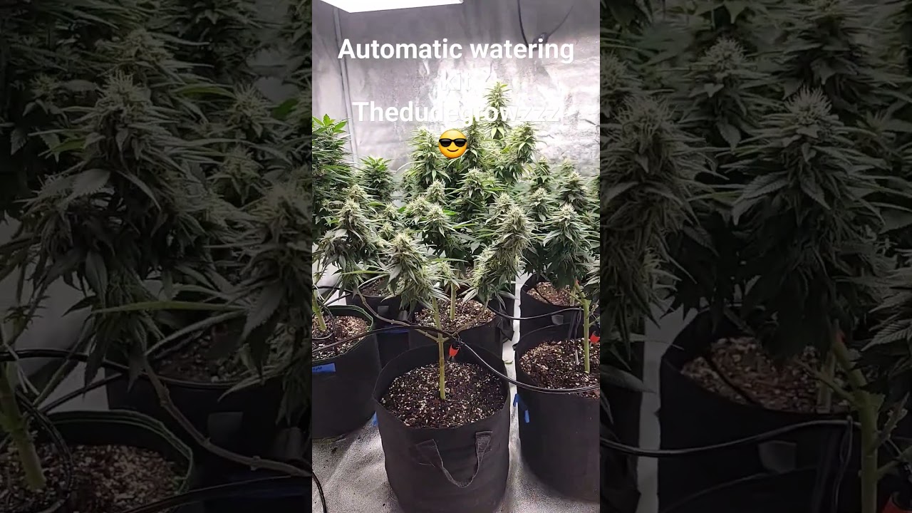 Automatic Watering System #howto #education #weedscience #gardening #flower #dank #weed #marijuana