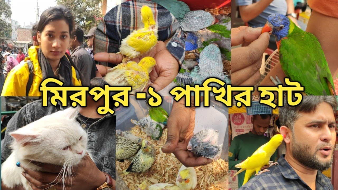 মিরপুর 1 পাখির হাট। হাটে এসেছে টিয়া ময়না শালিক বিড়াল লাভ বাট ককাটেল বাজিগার আরো অনেক পাখি।