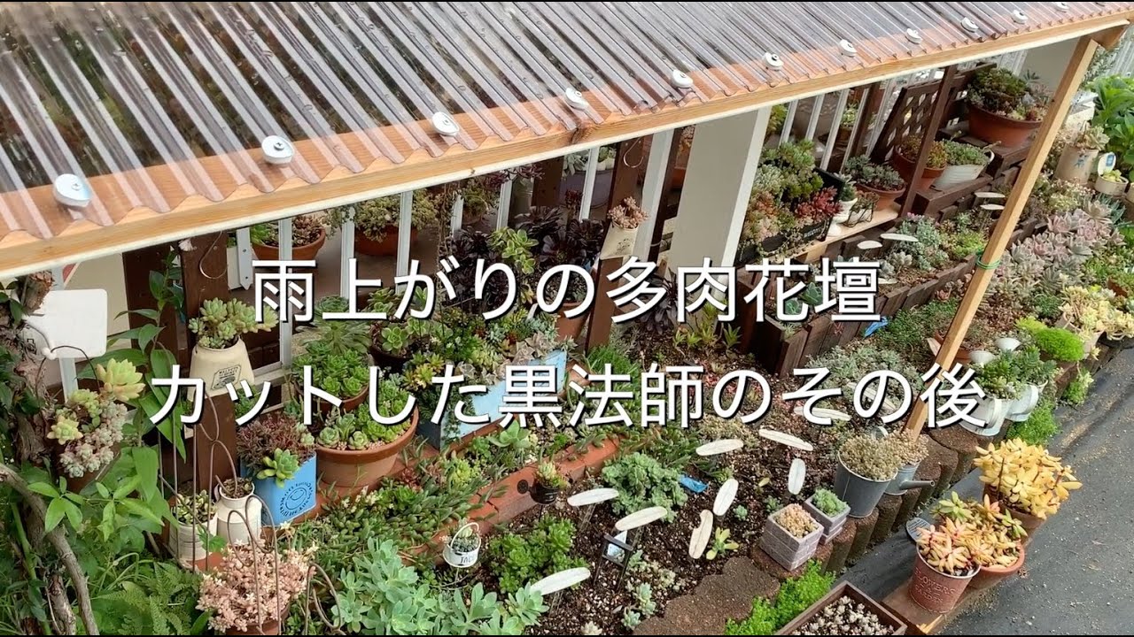 【多肉】#84 雨上がりの多肉花壇とカットした黒法師のその後です。花壇の雨よけも仮のナイロンから波板にバージョンアップしました。現在の雨ざらしの鉢をご紹介しながら多肉事のその後を見ていきます。
