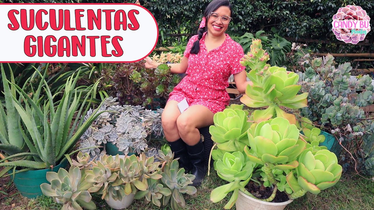 SUCULENTAS GIGANTES c&oacute;mo las cuido para que crezcan as&iacute;│Candy Bu