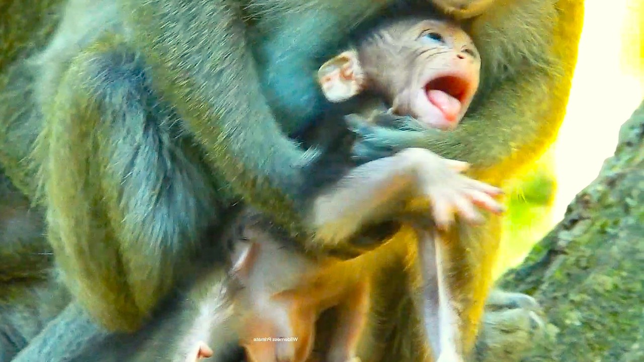 OH no.. Young mom AMAYA is very strict to tiny AVERY from his first step to walk on tree.