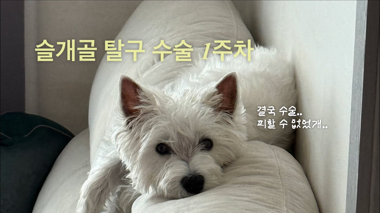 강아지 슬개골 탈구 수술 후 일주일의 기록🐶(당일퇴원, 편측 슬개골 탈구 수술)