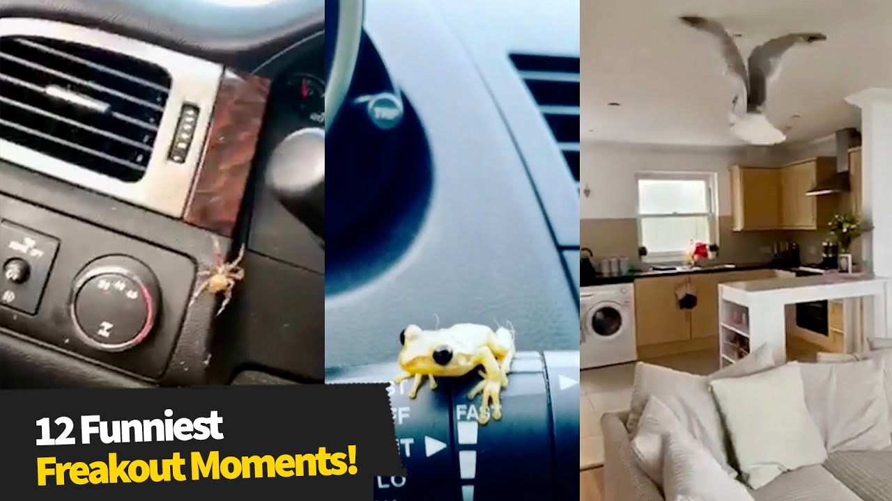 Top 12 Funniest Freak Out Moments! 🤣 (People Freaking Out 2021)