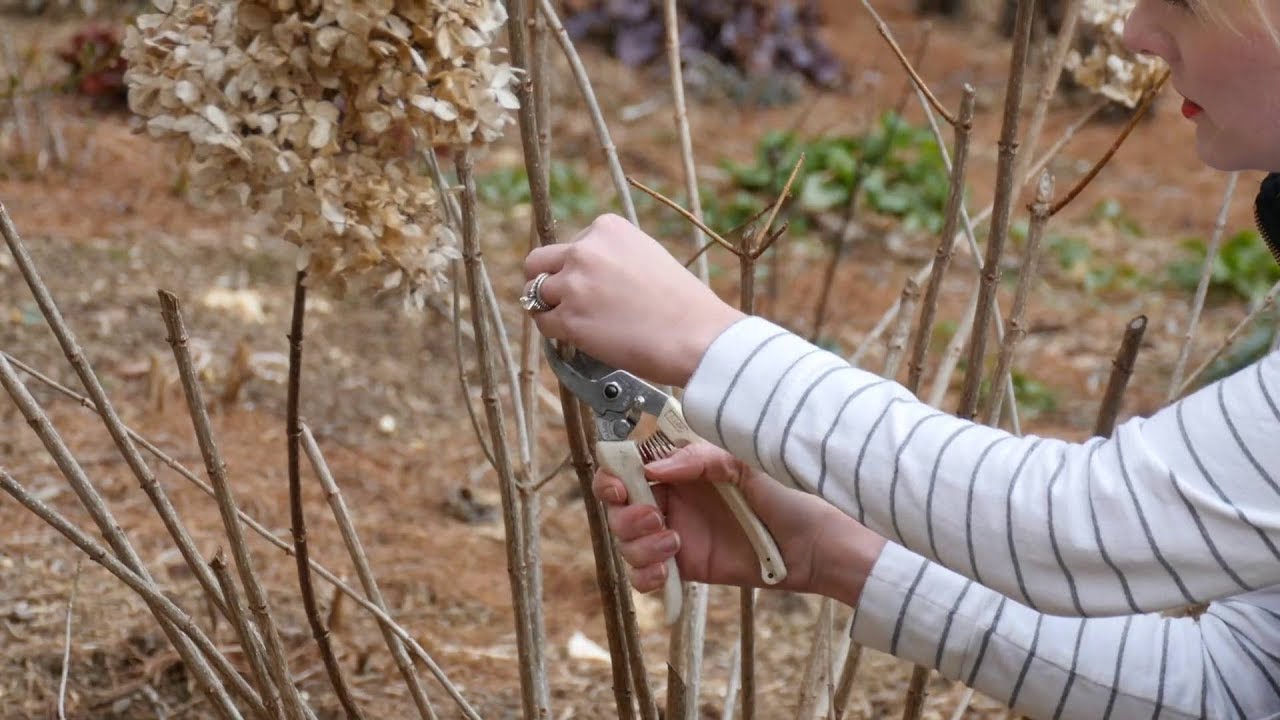 How to Prune a Limelight Hydrangea