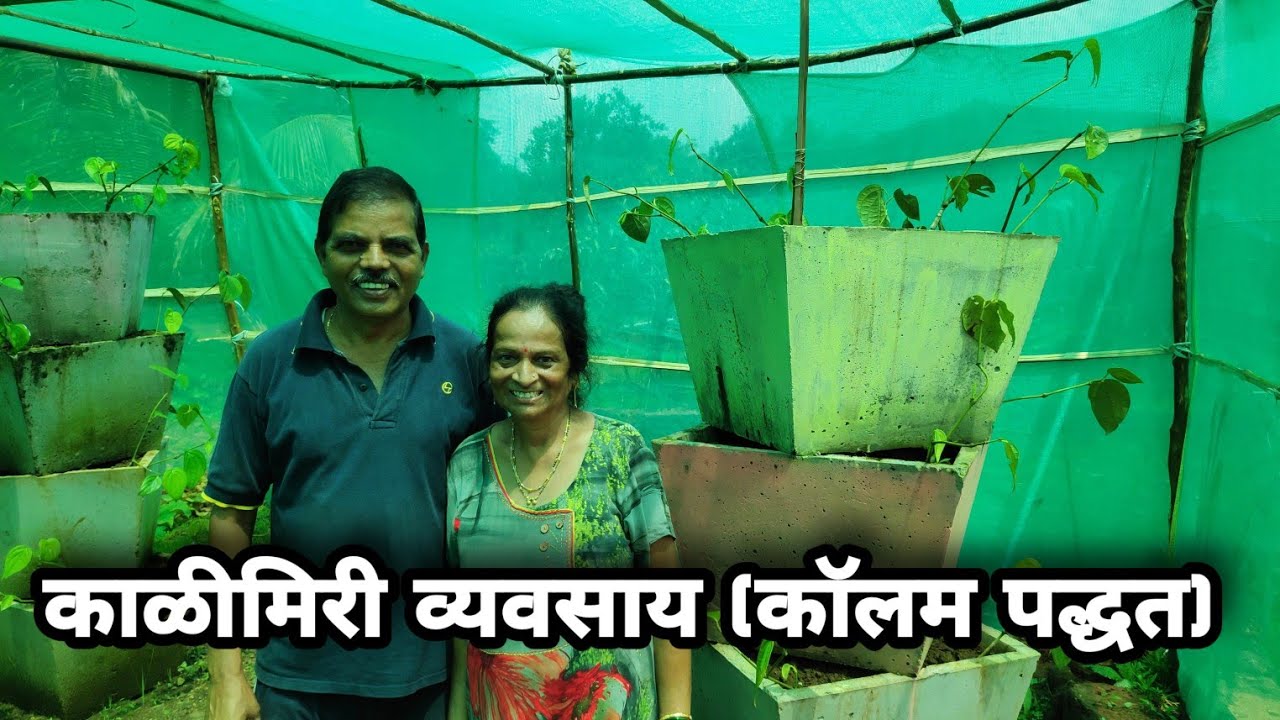 काळीमिरी व्यवसाय (काॅलम पद्धत)|फक्त ५ काॅलम मधून ₹९०००० वार्षिक नफा?|कोकणातील काळ सोनं