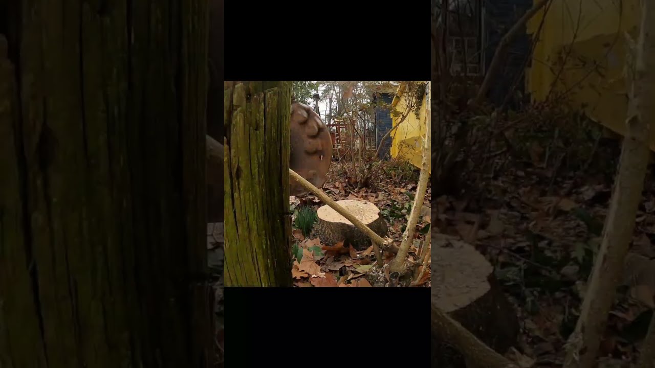 Small Tree Stump Removal in Huntsville #stumpremoval #treestumpremoval #plant #treeremoval #stumps