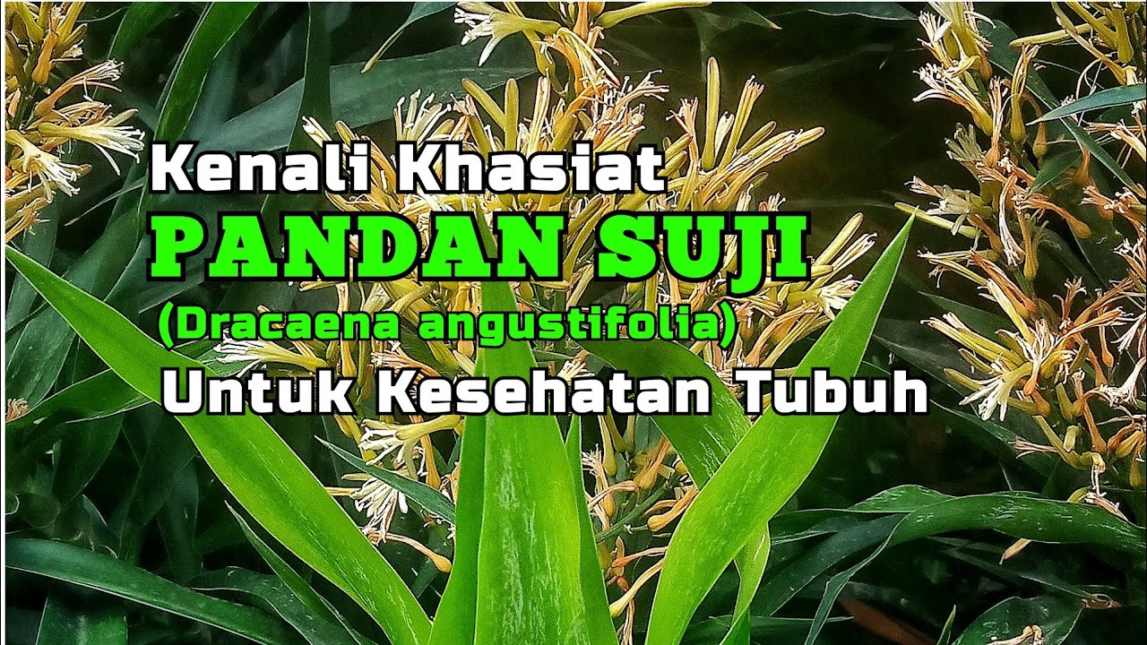 Kenali Khasiat Pandan Suji (Dracaena angustifolia)  untuk Kesehatan Tubuh.