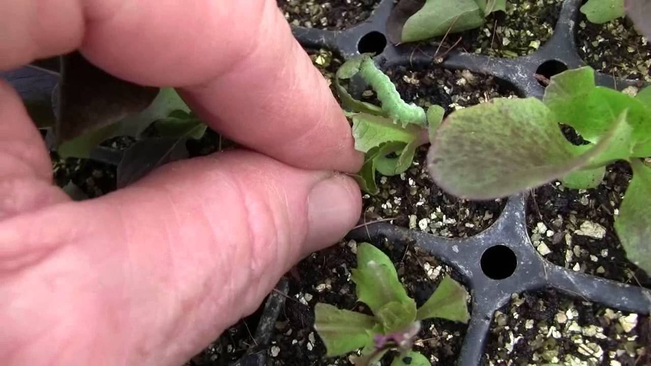 caterpillar damage to lettuce 1