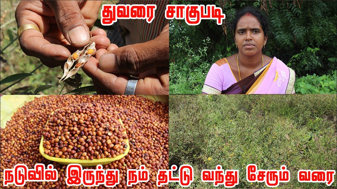 5 ஆண்டுகளாக இயற்கை முறையில் நாட்டு துவரை சாகுபடி செய்து அசத்தும் பெண் விவசாயி | செம்மண் கட்டிய துவரை
