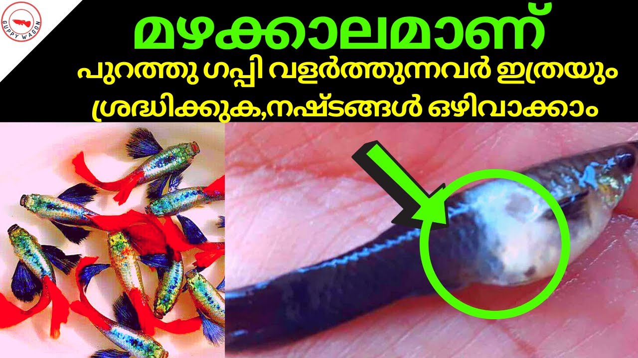 മഴക്കാലമാണ്, പുറത്തു ഗപ്പി വളർത്തുന്നവർക്ക് നഷ്ടങ്ങൾ ഒഴിവാക്കാം, ഇത്രയും ശ്രദ്ധിക്കുക| Guppy Farm