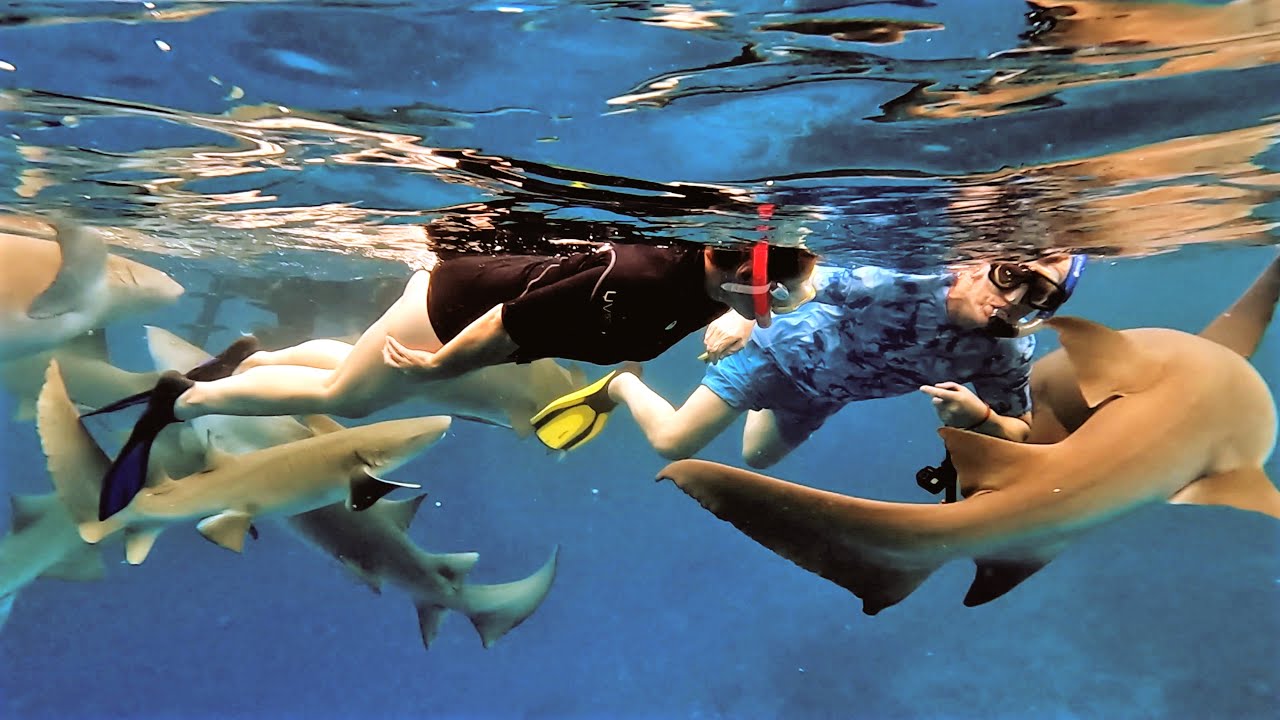 Maledives Adaaran Select Hudhuran Fushi Face to face with sharks