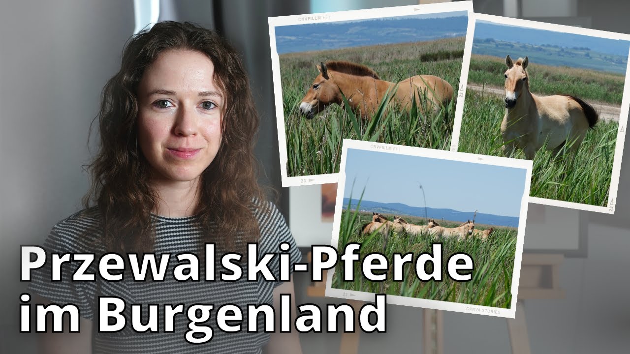 Przewalski-Pferde im Nationalpark Seewinkel im Burgenland