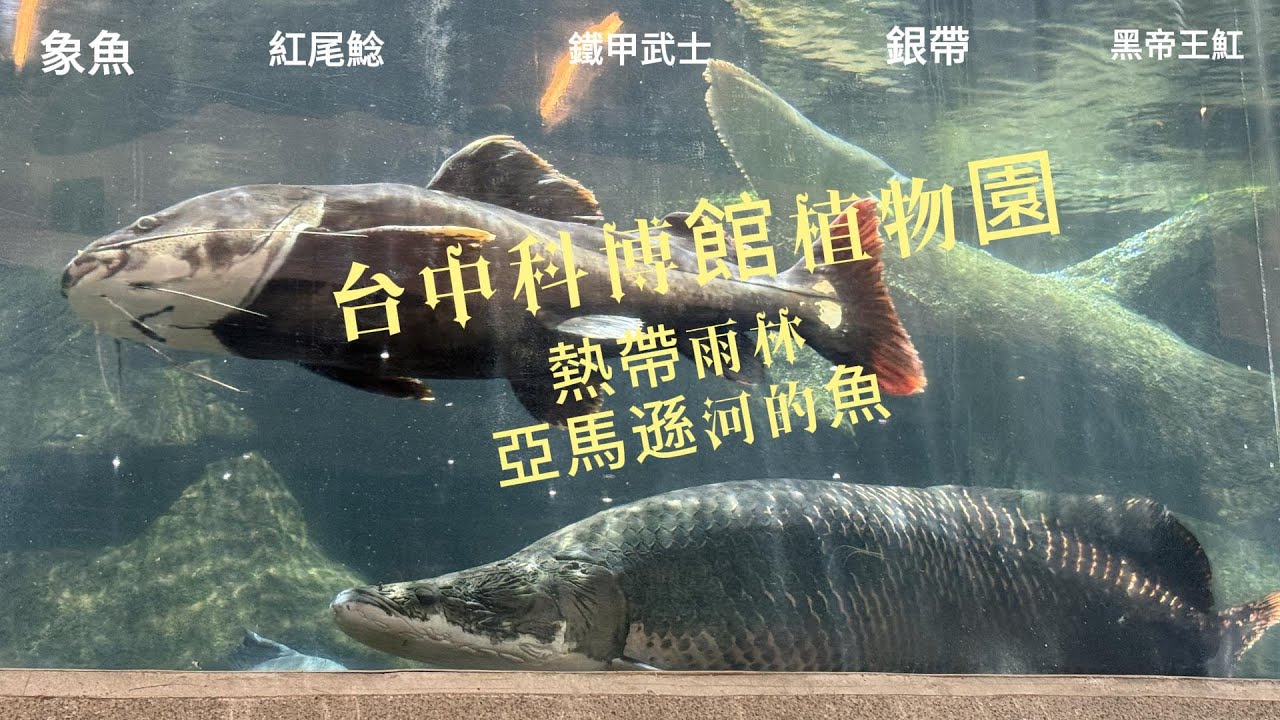 台中科博館植物園：熱帶雨林亞馬遜河流域魚