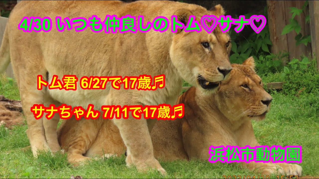 4/30 浜松市動物園 仲良しなトム♡サナ♡