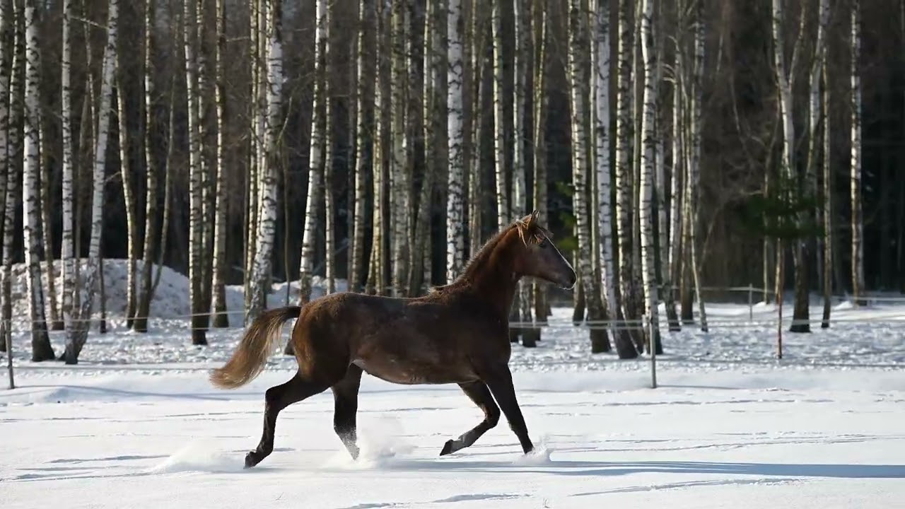 Extreme Blondie BH , 2024 Mare for sale