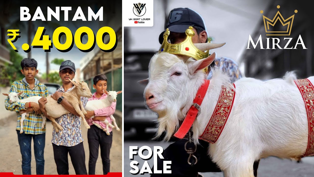 Reasonable Price Bantam Kids And Big Size Bantam MIRZA Available at SS Goats YK Goat Lover