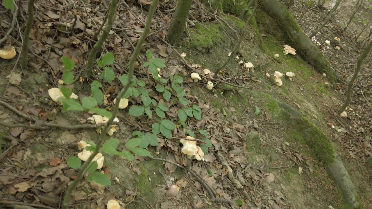 hedgehog mushroom hydnum repandum