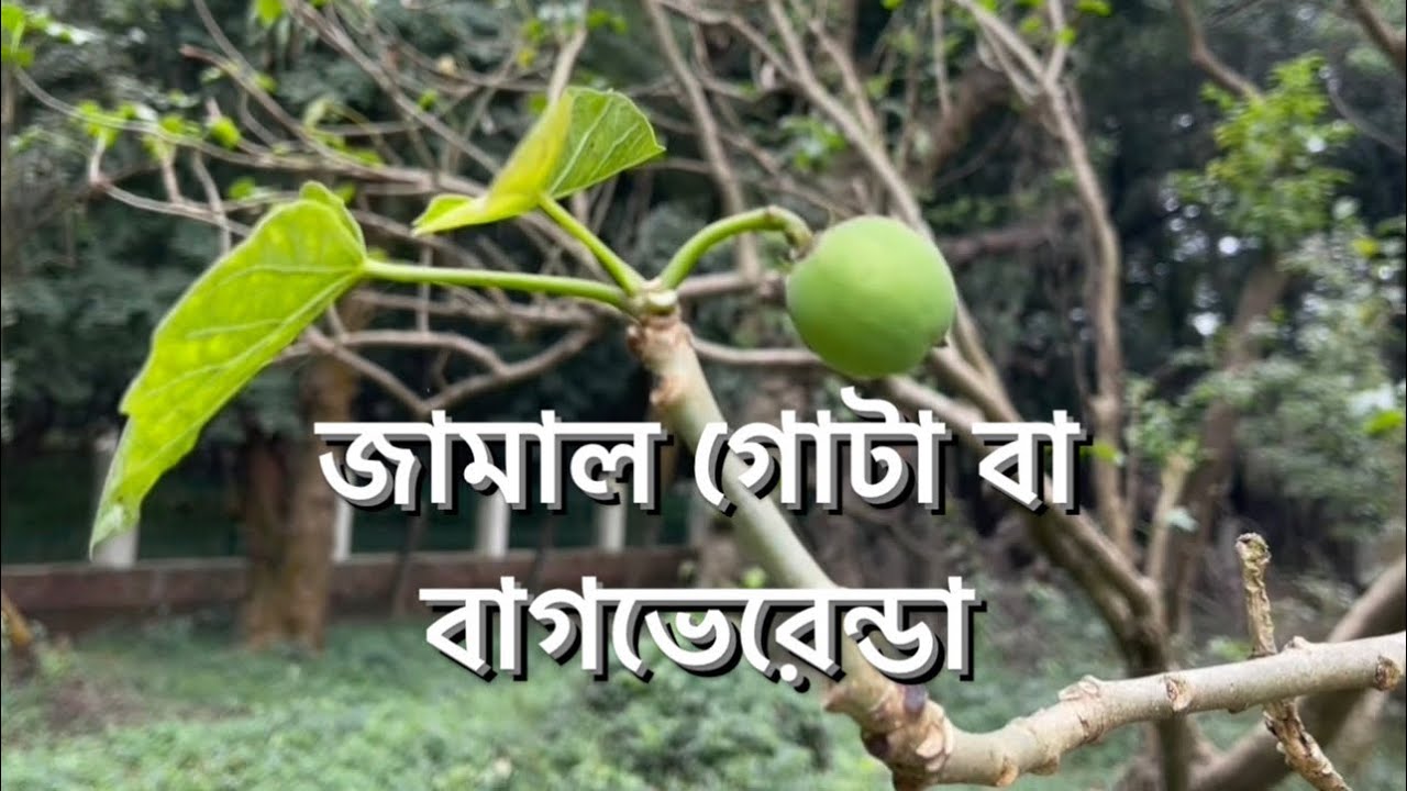 জামাল গোটা নিয়ে হয়ত অনেকের দুঃসহ স্মৃতি আছে, কমেন্টে জানাবেন।