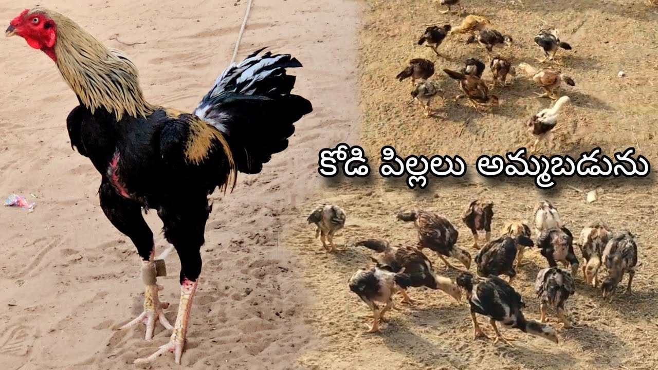 #KVR BREEDES#9360227341#bhimavaram chicks#peru cross chicks#chicks#patta punju#birds#chicken#viral