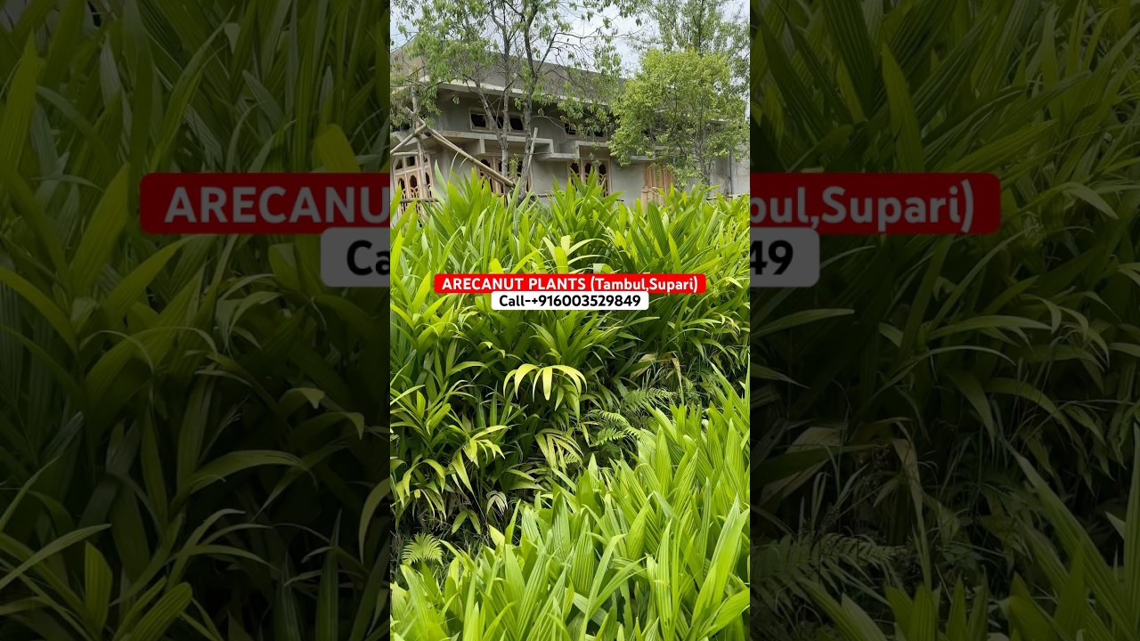 #arecanut Arecanut plants #tambulplants #supari #arecanutfarming #agriculture #farming #farmer #farm