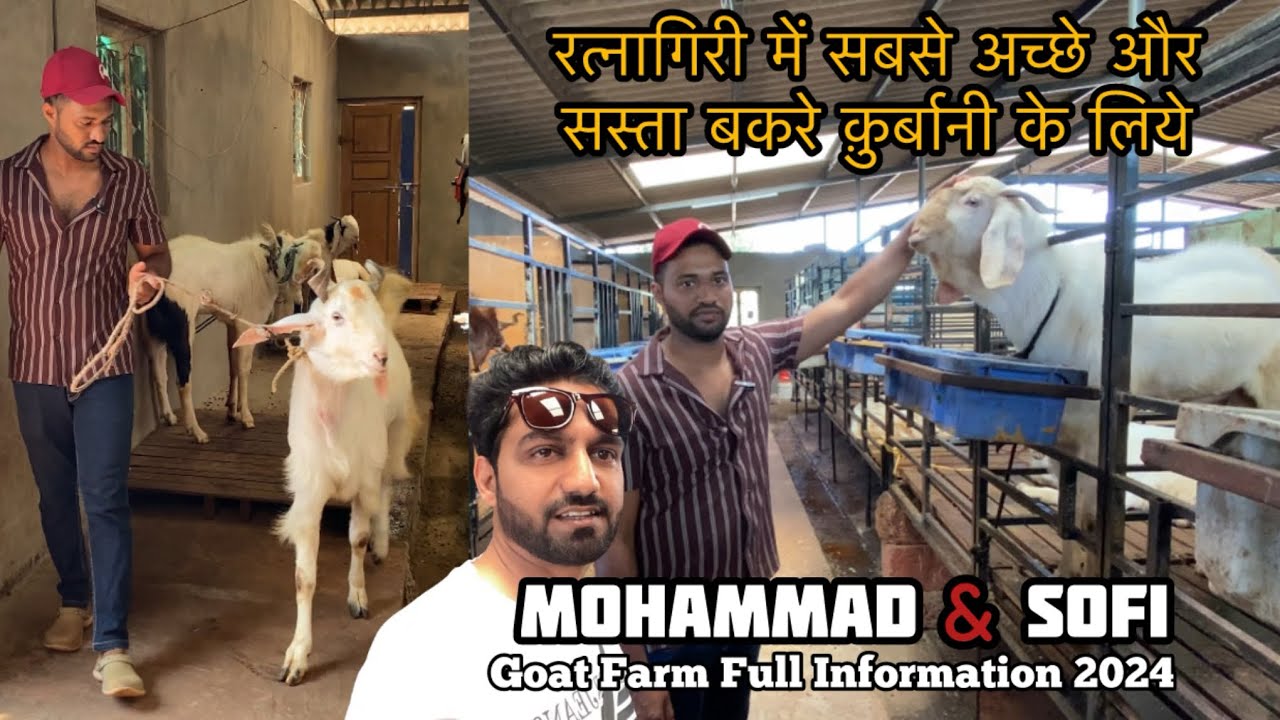 Mohmmad & Sofi Goat Farm Ratnagiri | रत्नागिरी का सबसे बड़ा गोट फ़ार्म | Goat for kurbani 2024