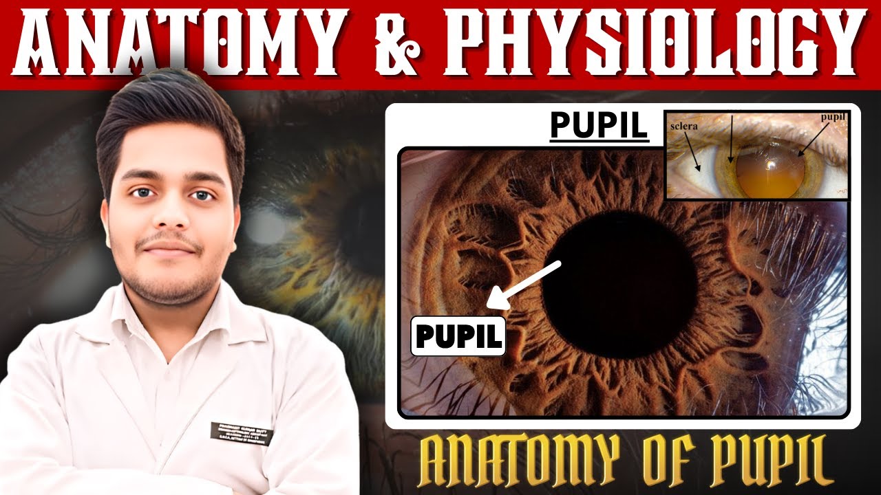 Pupil | Anatomy of Pupil | Anatomy & Physiology | PD Academy Medical |