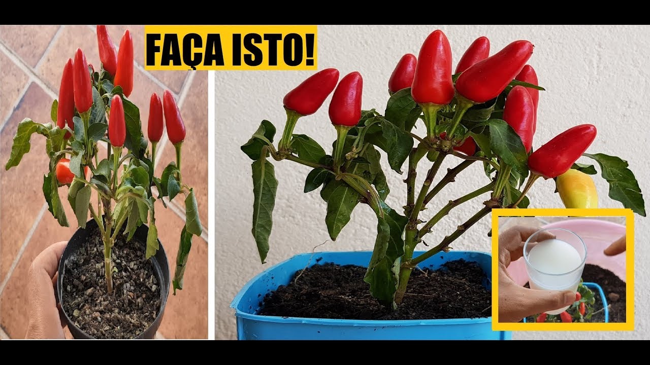 COMO SALVAR MUDA DE PIMENTA E FAZER SUPER PRODU&Ccedil;&Atilde;O - MUITO F&Aacute;CIL