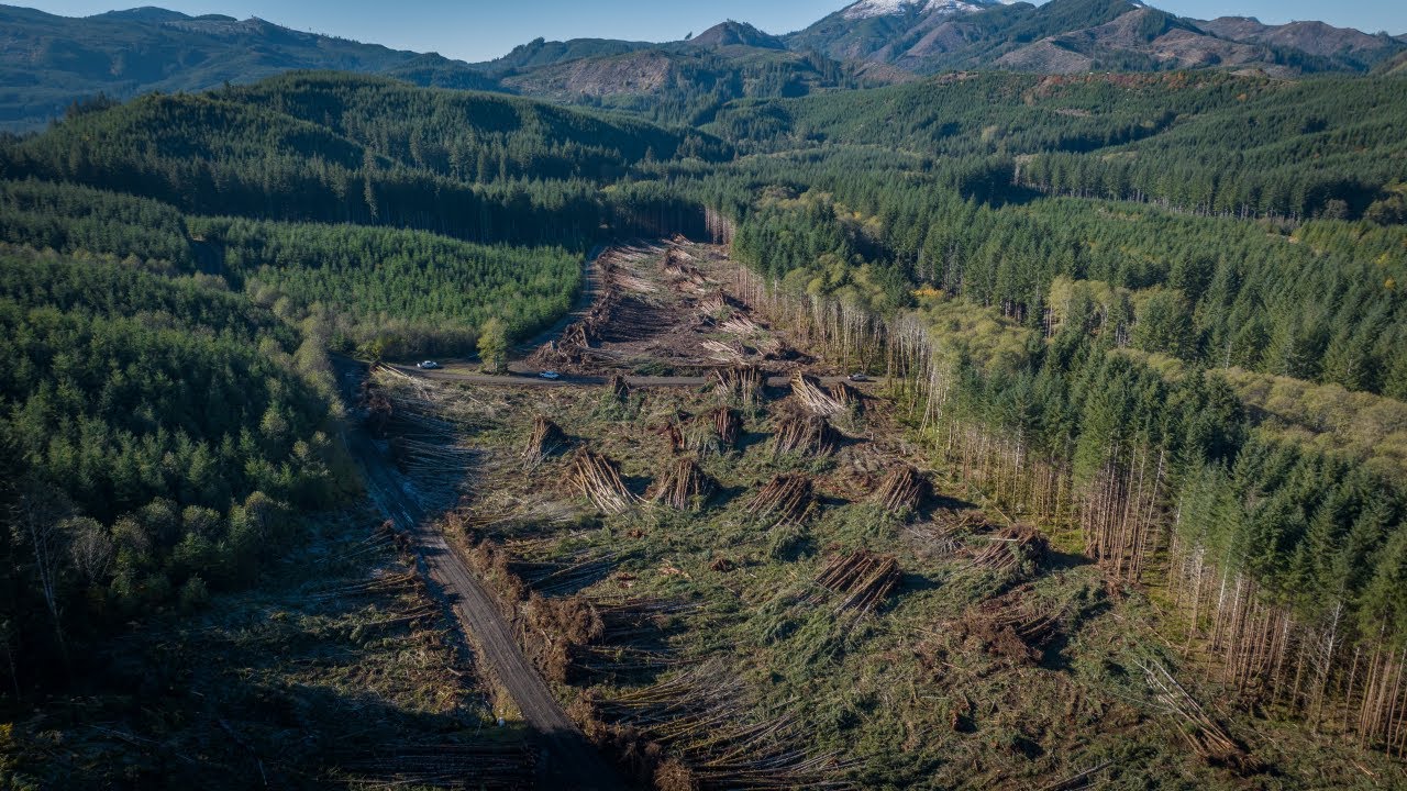 Restoring The Salmon People's River: Felling Thousands of Trees for Habitat (Grays River Part 1)