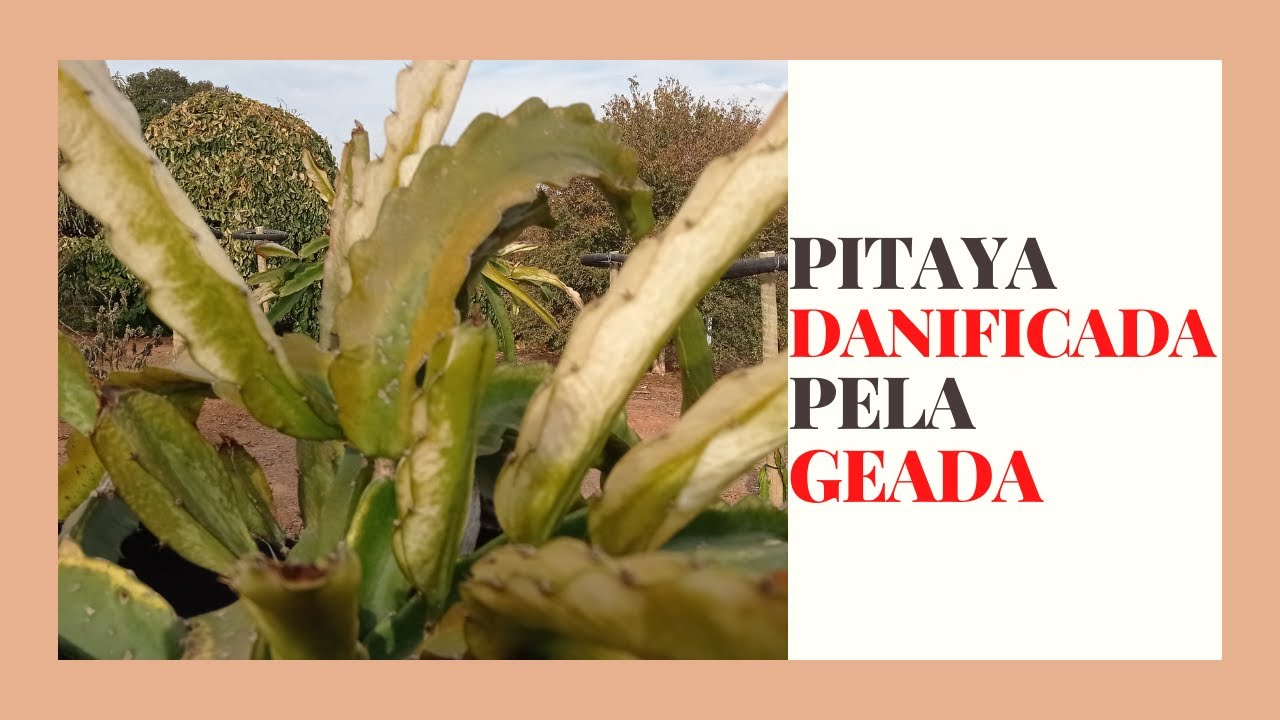 PITAYA DANIFICADA PELA GEADA