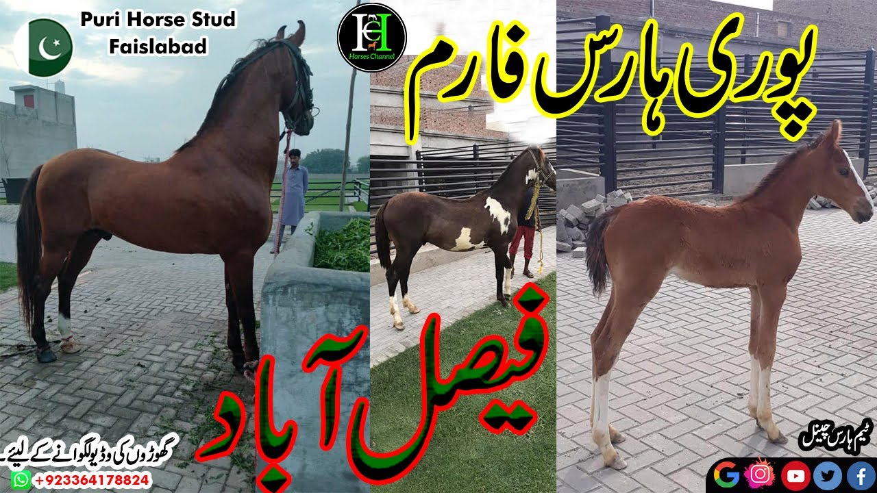 Puri Horse Farm I Faislabad I Colt I Fakhre misrial I Ghora Karam I Stud I Bharwana I Horse Channel