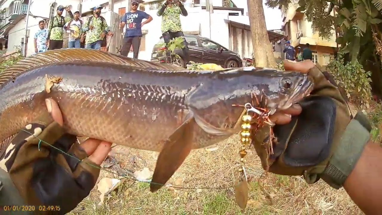 Snakhead Lonawla #pune Tournament catch and Release #mohd Altaf fishing