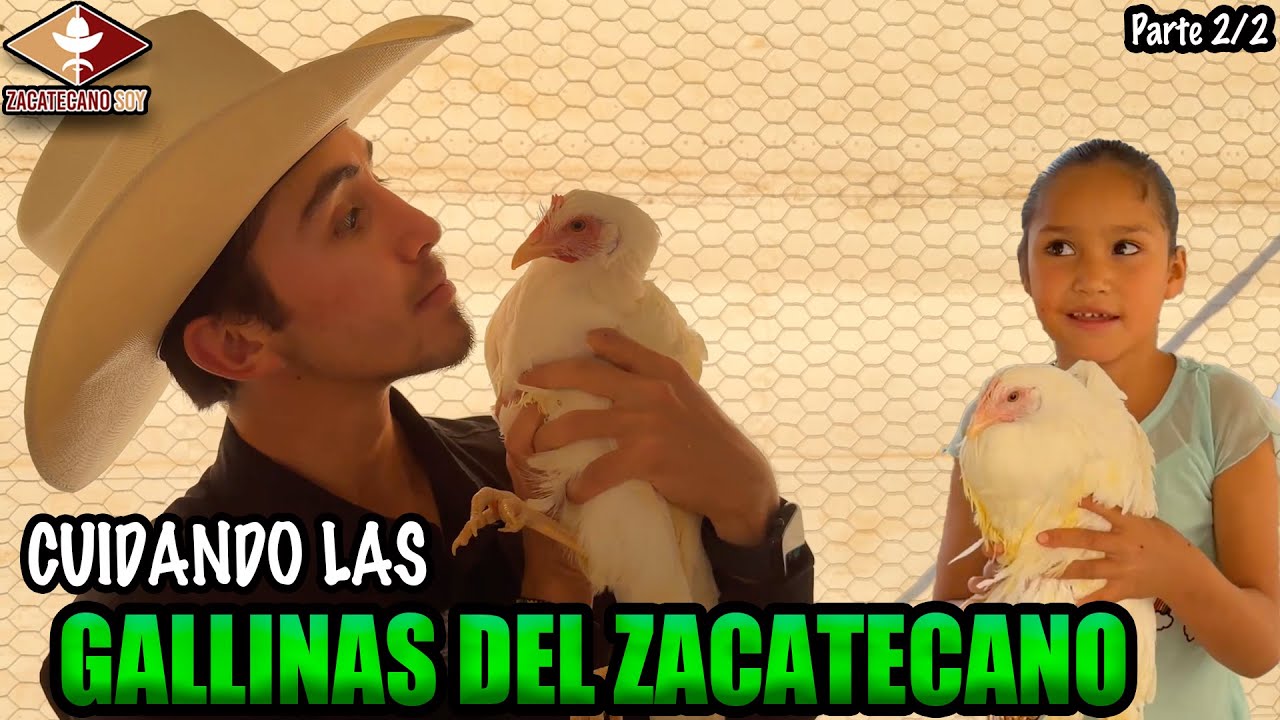 ¿YA PONEN HUEVOS LAS GALLINAS? Ha crecido la parvada