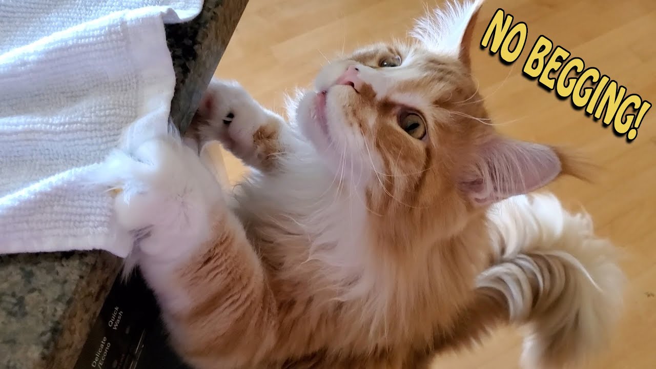 No Begging! - What to Do When a Cat Begs for Food
