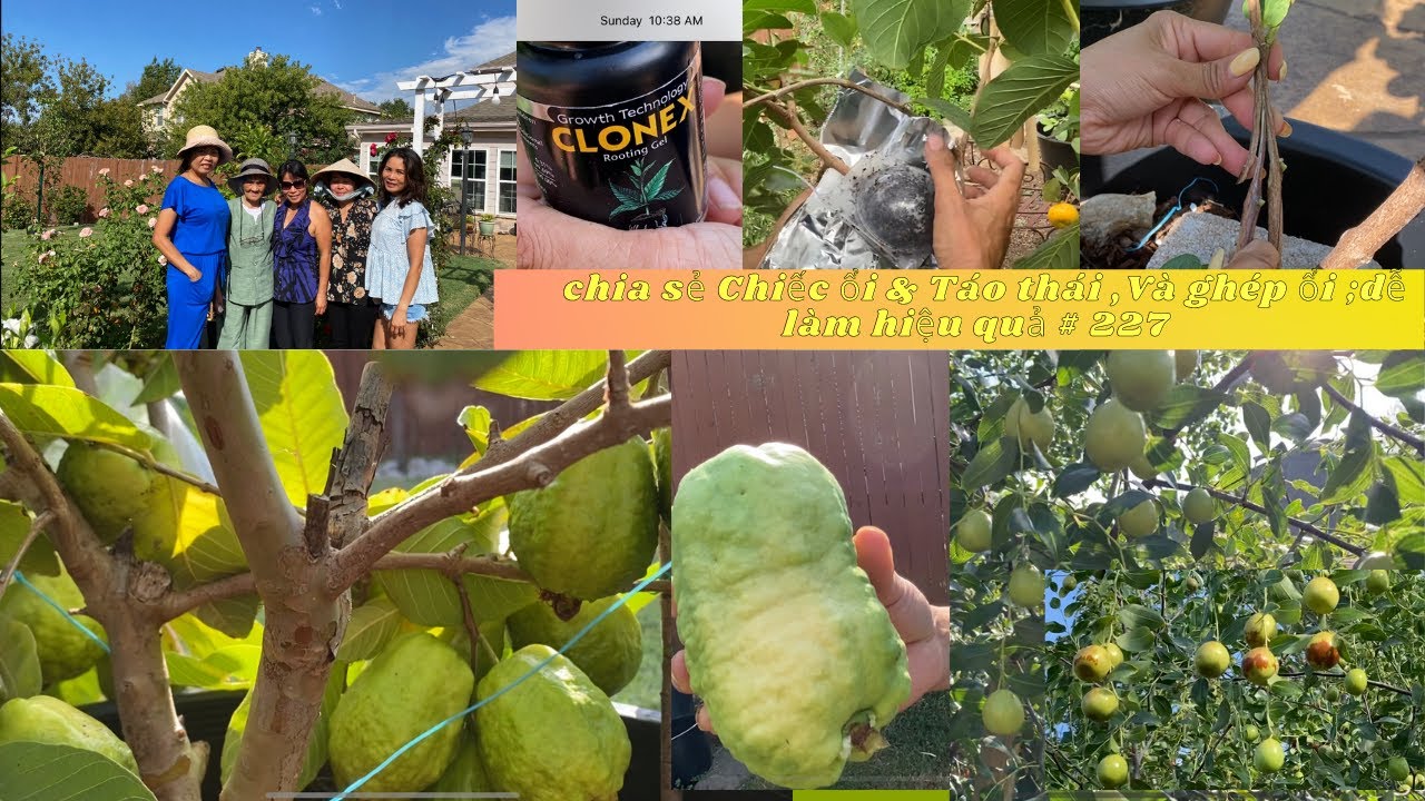 chia sẻ Chiết ổi & Táo thái ,Và ghép ổi ;dễ làm hiệu quả 👍🙋‍♂️🥰#  227