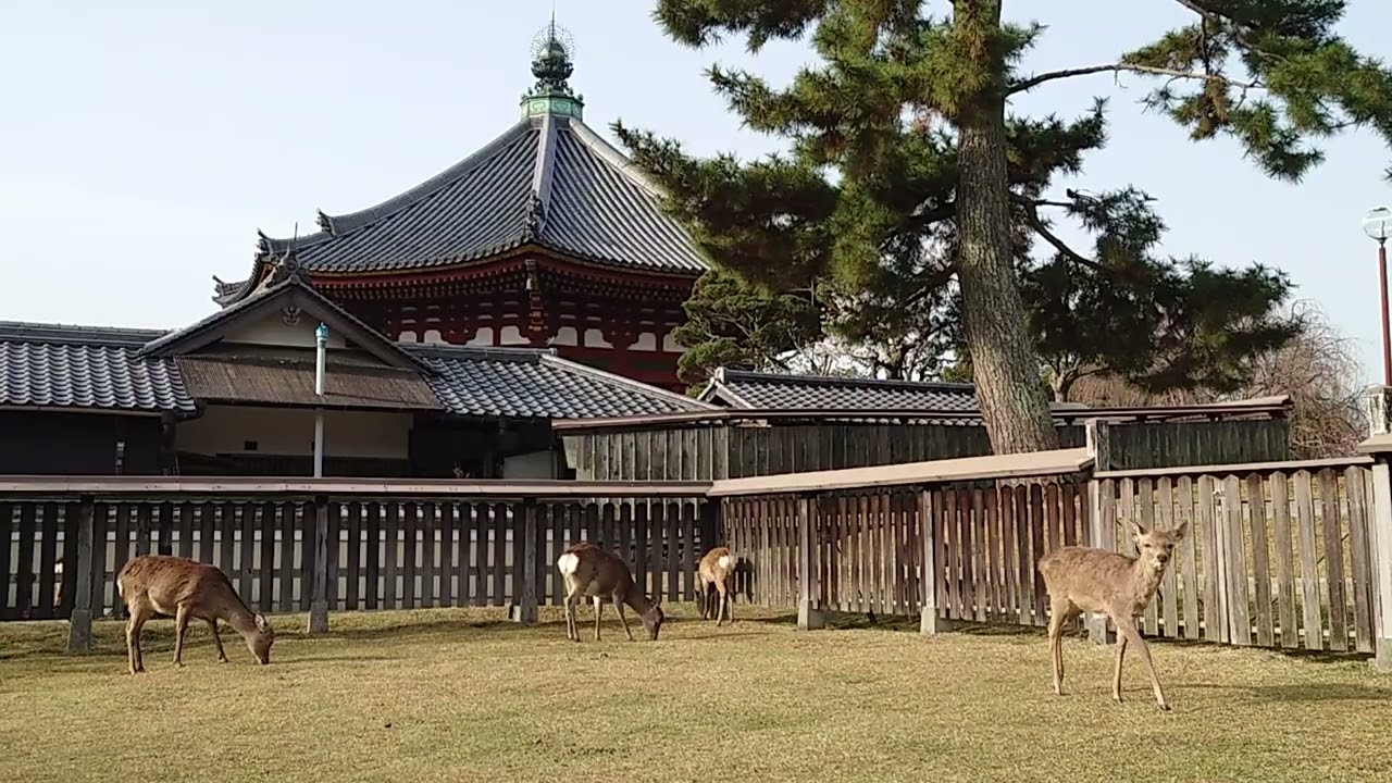 奈良の鹿
