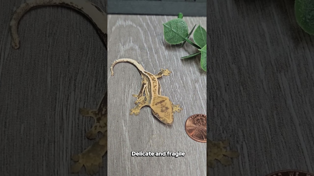 🦎 Are Baby Crested Geckos Too Small to Handle? Here&rsquo;s What You Need to Know!