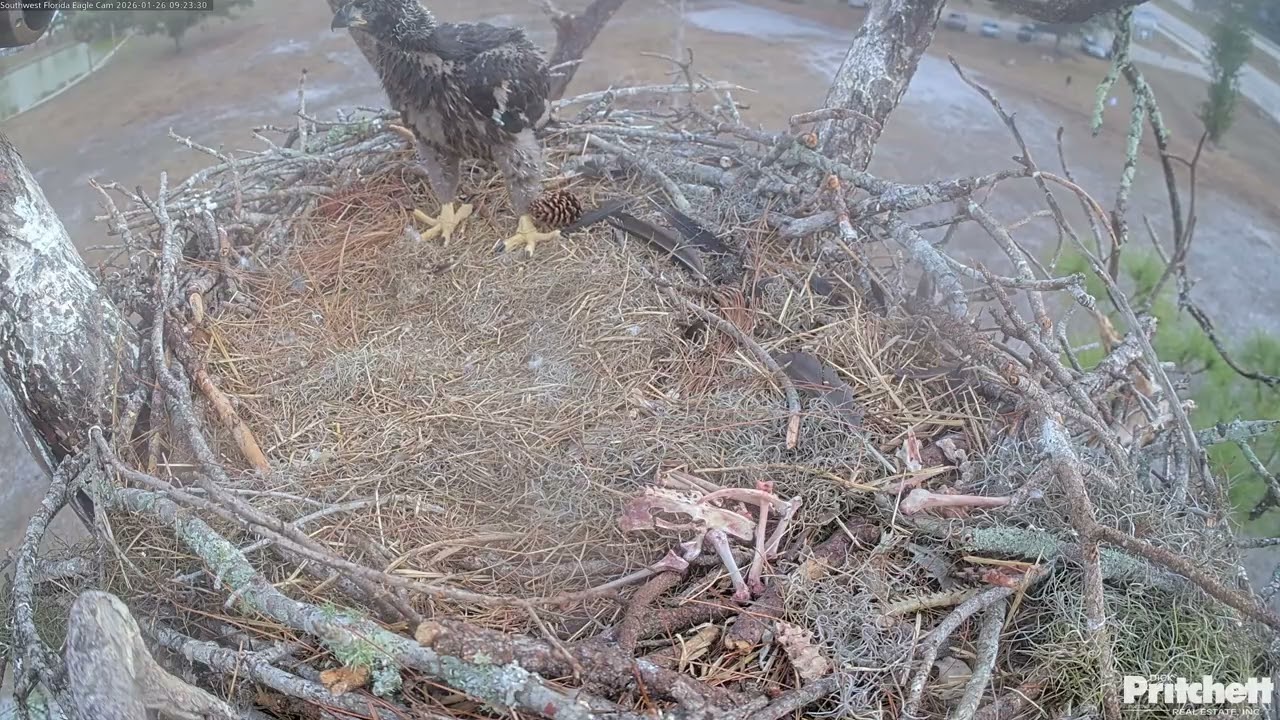 A Tour of the Nest with E26