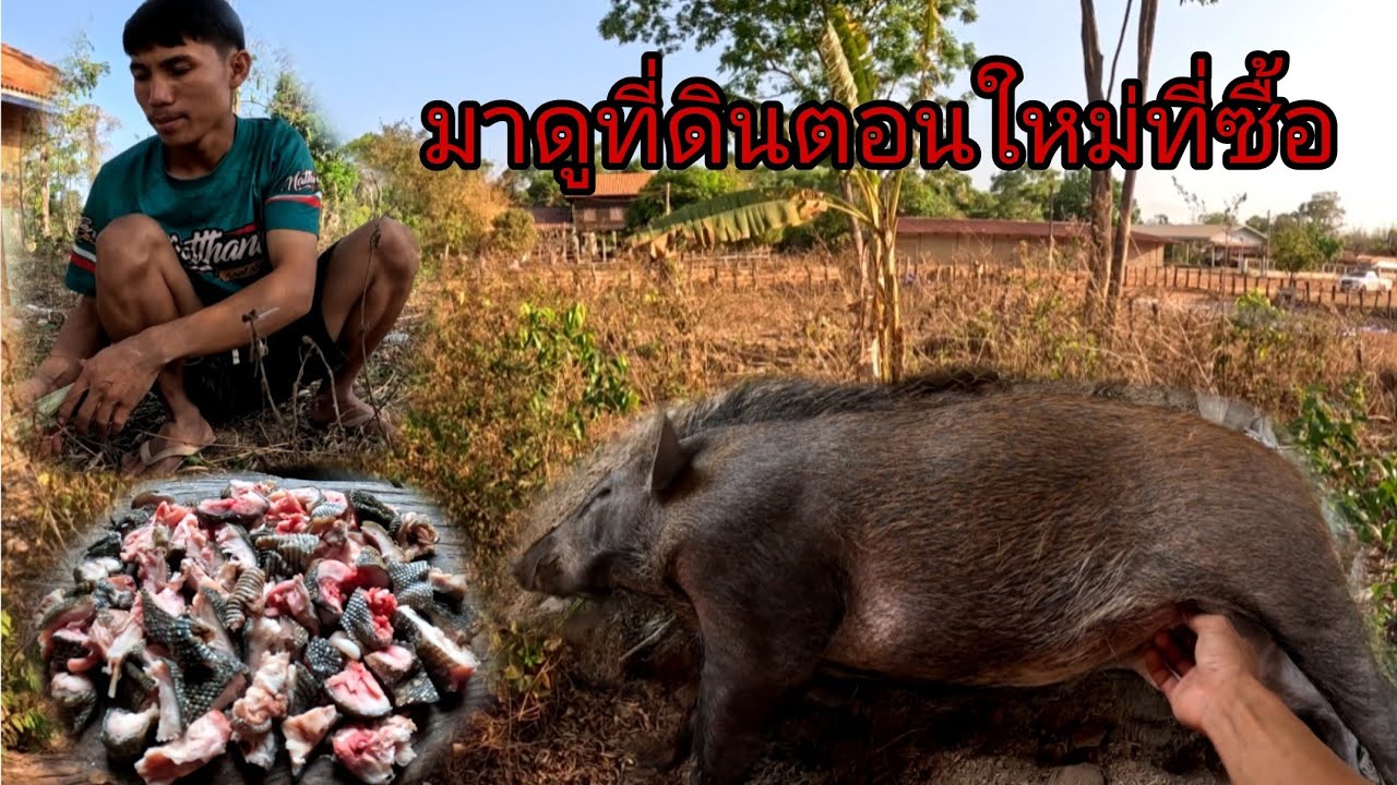 ที่ดินตอนใหม่สวยคุ้มมาก 80,000 บาทและแกงแลนตัวใหญ่