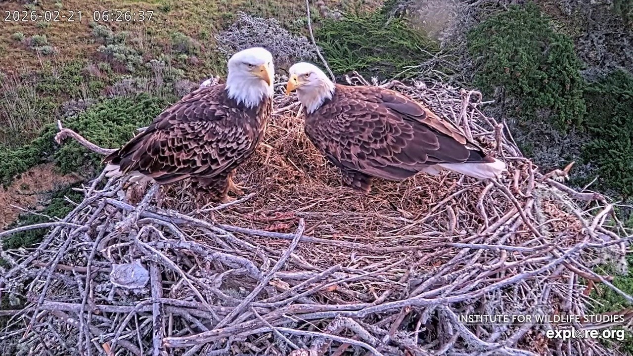 Sauces Bald Eagle: The nest visit; The kestrel catches a mouse -- 2026 02 21