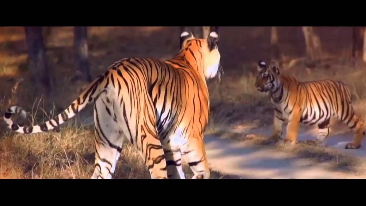 Mahindra Adventure Season 5 Mash Up