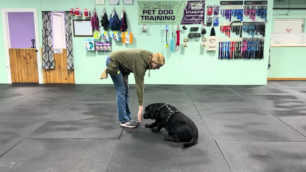 Bodie -Loose Leash Walking off Gear for Starters. Ways to build skills & make them reliable/refined.