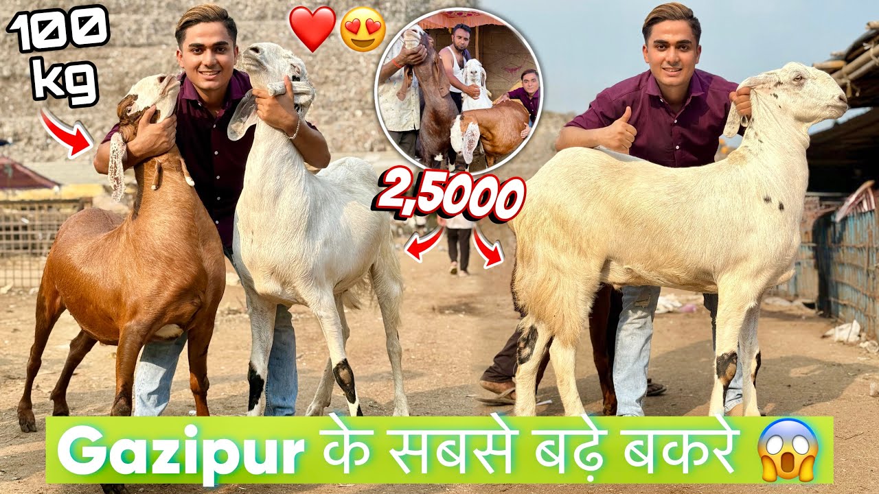 130kg😳 क़ा Bakra सिर्फ़ ₹50 हज़ार me👌 Zabardast Offer😱 Gazipur Bakra Mandi Lootlo😍