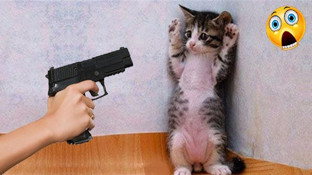Try Not To Laugh 😄 Funniest Cats & Dogs 😻 Funny Animals