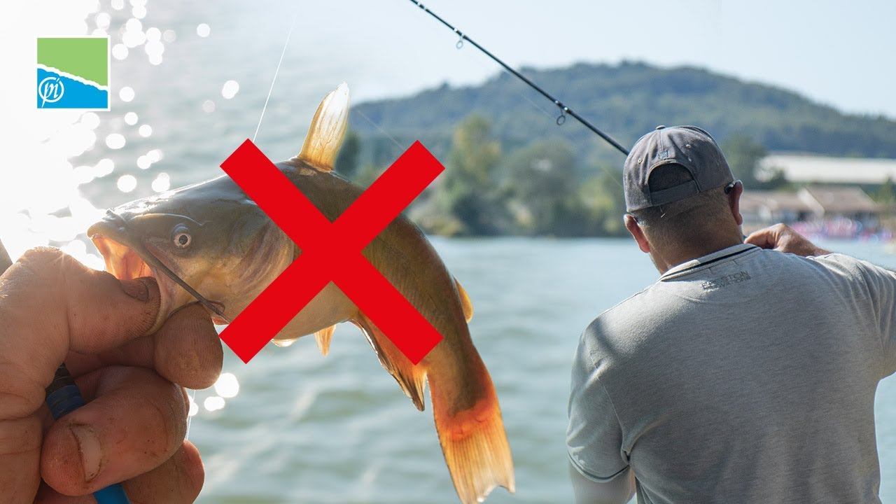 POISSONS CHATS ? COMMENT LES ÉVITER ! | PÊCHE À LA DESCENTE DE POISSONS BLANCS avec Franck Butavand