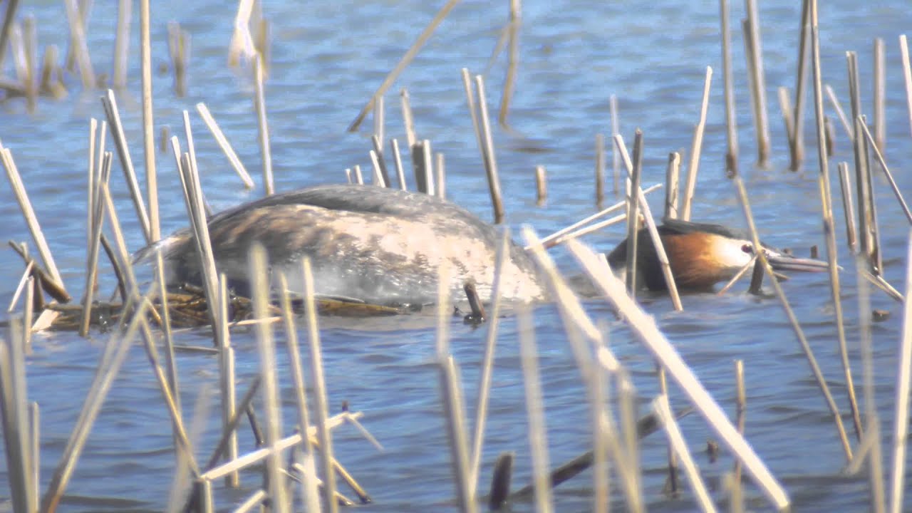 Great Crested Grebe; Courtship and Mating