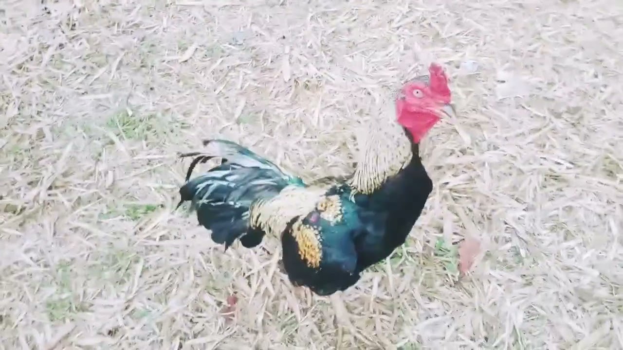 ไก่แสนรู้ตื่นแต่เช้ามืดเพราะว่ามันรู้ว่าเจ้าของนอนยังไม้ตื่นก่อเลยขันยุนั้นละ