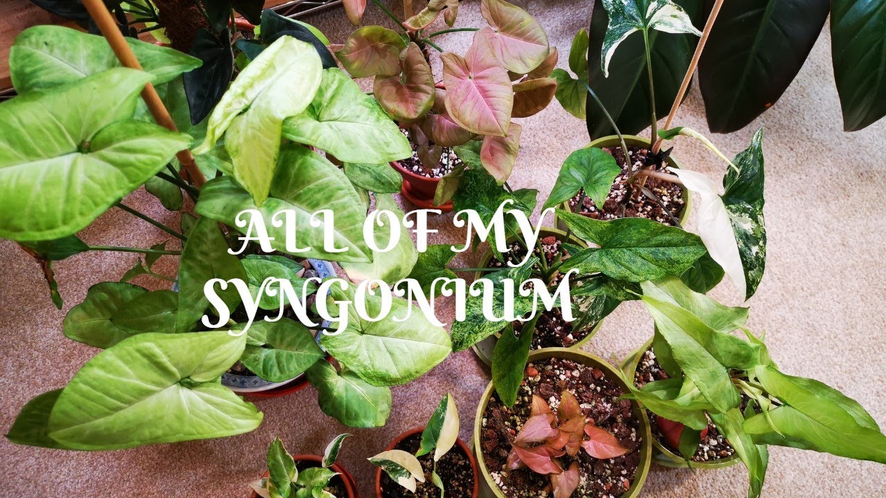 My Syngonium Collection