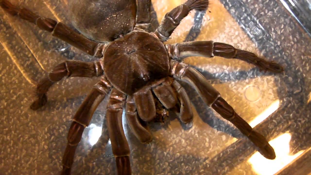 My Largest Tarantula (Charlotte) gets her enclosure cleaned!