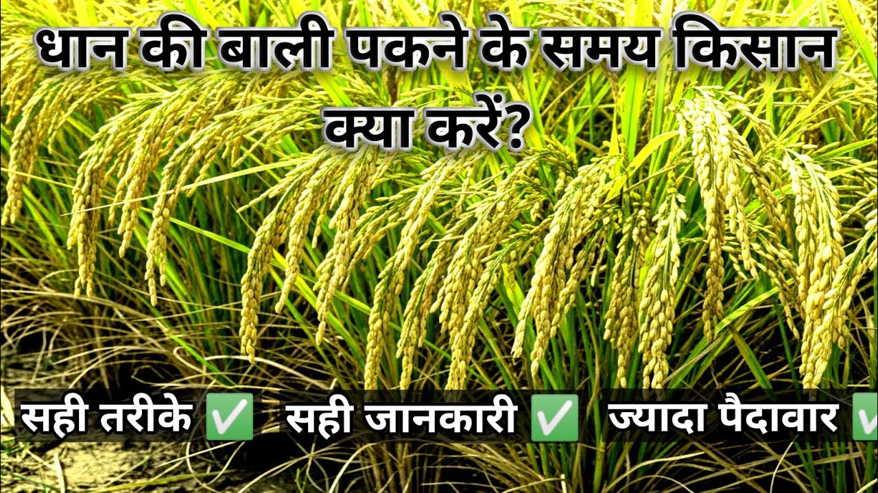 धान की बाली पकने के समय किसान क्या करें? | लंबी ,मोटी बालियों के लिए सही खेती उपाय | Paddy Crop Tips